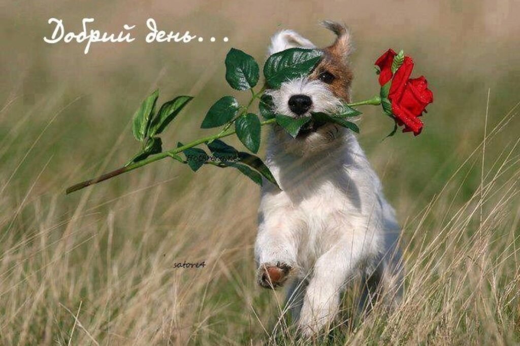 добрий день чи доброго дня